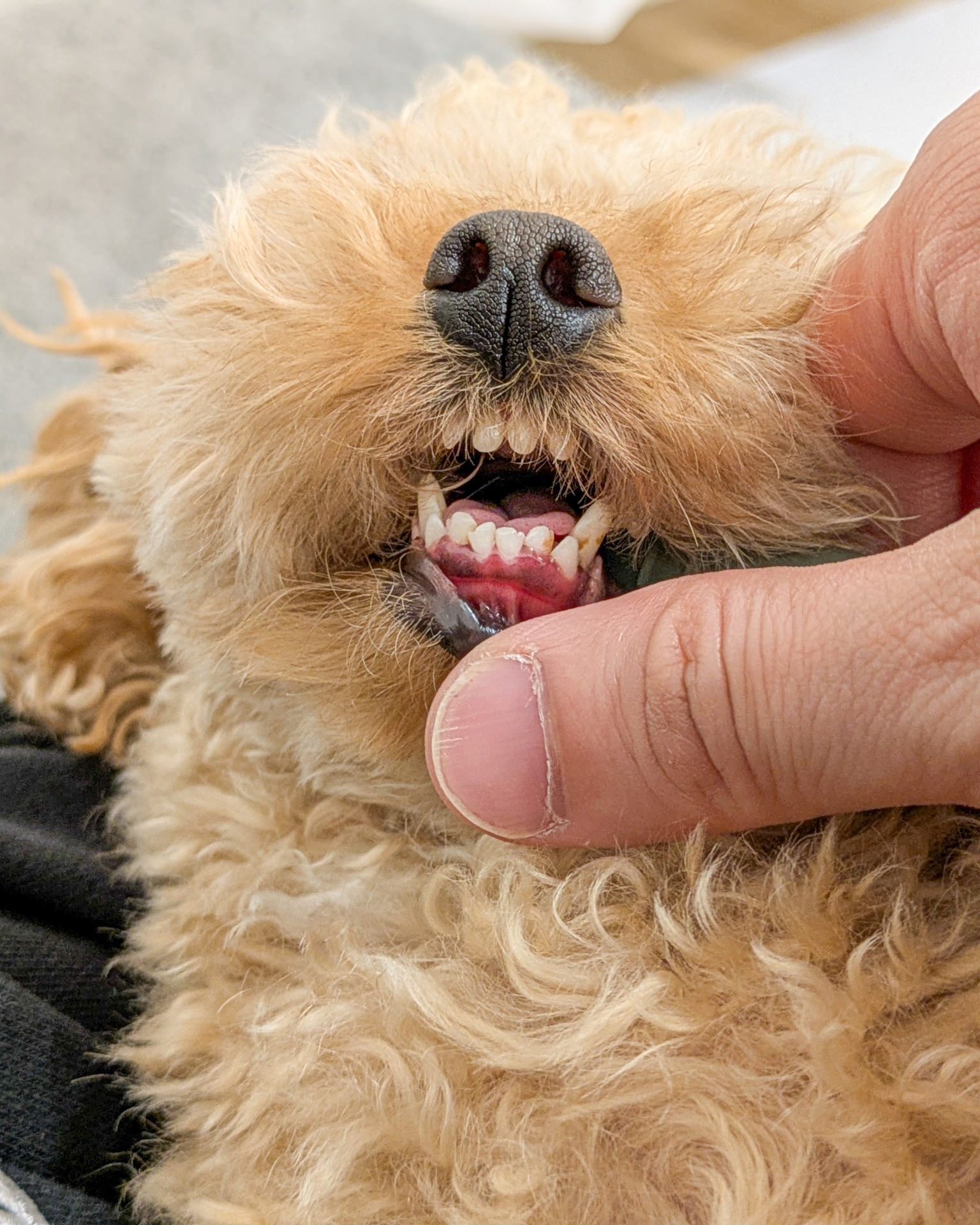 犬の歯石は自然に取れる？気になり始めたときに知っておきたいお口ケアのこと
