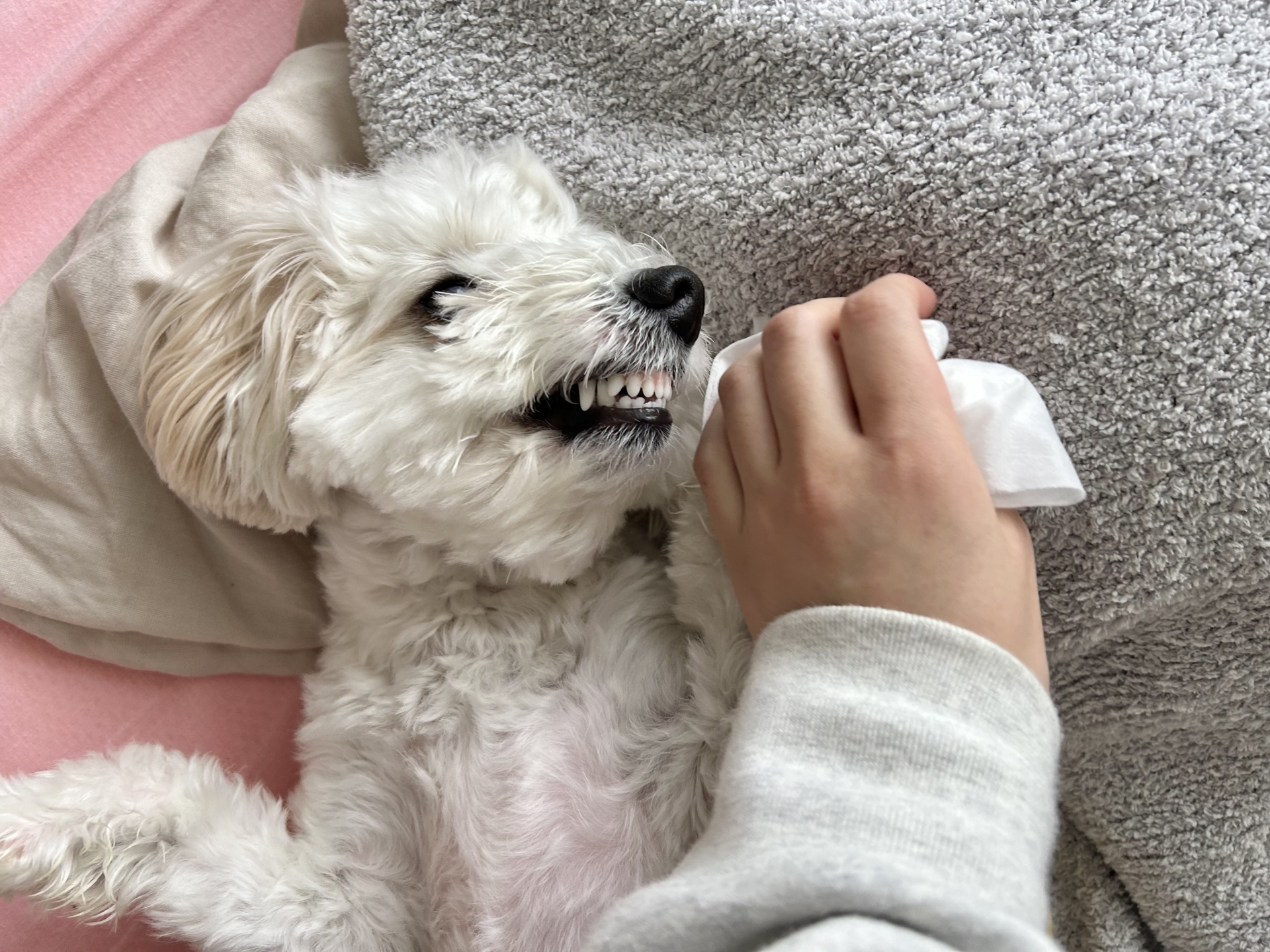 犬が歯磨きを嫌がるのはなぜ？無理に続ける前に知っておきたいこと